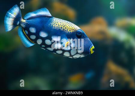 Clown Triggerfish (Balistoides conspicillum) - poisson marin Banque D'Images