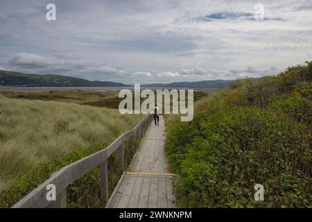 Ceredigion, Grande-Bretagne - 1er septembre 2023 : femme solitaire dans les dunes de sable d'Ynyslas. Les dunes de sable d'Ynyslas font partie de la réserve naturelle nationale de Dyfi Banque D'Images