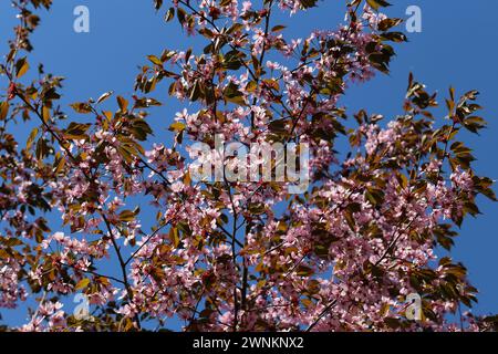 Cerisier rose et rouge trois fleurs dans une image en couleur de gros plan. Ciel bleu en arrière-plan. Fleurs japonaises au printemps traditionnelles mignonnes. Banque D'Images