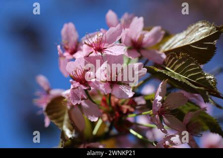 Cerisier rose et rouge trois fleurs dans une image en couleur de gros plan. Ciel bleu en arrière-plan. Fleurs japonaises au printemps traditionnelles mignonnes. Banque D'Images
