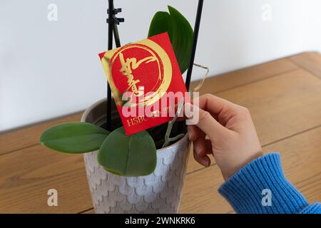 Femme plaçant une enveloppe rouge avec de l'argent à l'intérieur sur une plante d'orchidée à la maison - une partie des célébrations du nouvel an chinois. Les caractères chinois expriment leurs vœux Banque D'Images