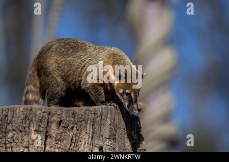 Zagreb, Croatie. 03 mars 2024. Le coati sud-américain (Nasua nasua), connu sous le nom de coati à queue annulaire, est vu dans l'enceinte du ZOO de Zagreb le 3 mars 2023. En 2013, les Nations Unies ont proclamé le 3 mars Journée mondiale de la vie sauvage, ce qui en fait une journée où nous célébrons la faune et la biodiversité en général qui rendent notre planète si spéciale. Photo : Igor Kralj/PIXSELL crédit : Pixsell/Alamy Live News Banque D'Images