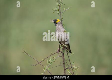 Étourneau (Creatophora cinerea), mâle en plumage reproducteur Banque D'Images