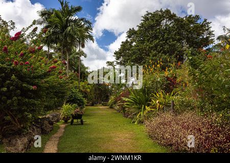 Forêt de fleurs, Barbade, île des Caraïbes Banque D'Images