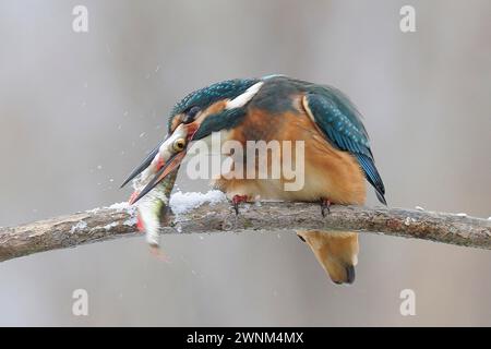 kingfisher (Alcedo atthis) travaillant le poisson sur la branche enneigée et le tuant, basse-Saxe, Allemagne Banque D'Images