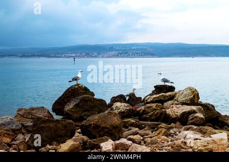 Mouettes sur les rochers sur la plage de la ville de Crikvenica, région du golfe de Kvarner, baie de Kvarner, Croatie, Europe, mer Adriatique méditerranéenne Banque D'Images