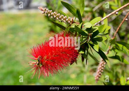 Gros plan d'une fleur de biberon rouge vif avec des feuilles vertes en arrière-plan, biberon cramoisi (Callistemon), Crète, Grèce Banque D'Images