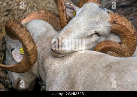 Moutons mâles de landes (Ovis aries) à corne, Mecklembourg-Poméranie occidentale, Allemagne Banque D'Images