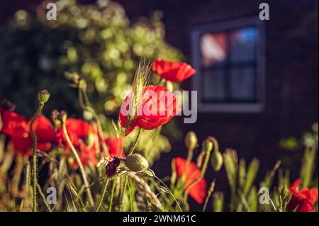 Coquelicots rouges au premier plan avec mur de briques floues et fenêtre à l'arrière-plan dans la lumière chaude du soleil, coquelicot, Papaver, Den Hoorn, Texel, Noord-Holland Banque D'Images