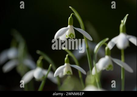 Chute de neige (Galanthus) dans la forêt, Kranzberg près de Freising, haute-Bavière, Bavière, Allemagne Banque D'Images