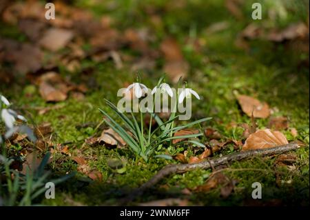 Chute de neige (Galanthus) dans la forêt, Kranzberg près de Freising, haute-Bavière, Bavière, Allemagne Banque D'Images