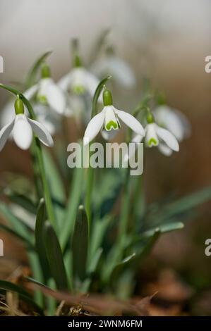 Chute de neige (Galanthus) dans la forêt, Kranzberg près de Freising, haute-Bavière, Bavière, Allemagne Banque D'Images