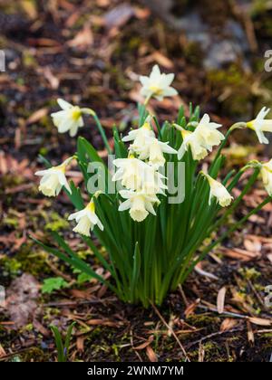 Crème pâle et fleurs blanches de la floraison printanière du groupe cyclamineus jonquille, Narcissus 'Jenny', Banque D'Images