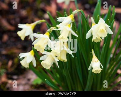 Crème pâle et fleurs blanches de la floraison printanière du groupe cyclamineus jonquille, Narcissus 'Jenny', Banque D'Images