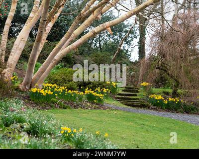 Eraly combinaison printanière de Narcissus 'February Gold' sous-plantant les troncs écorcés argentés de Betula ermanii 'Grayswood Hill' Banque D'Images