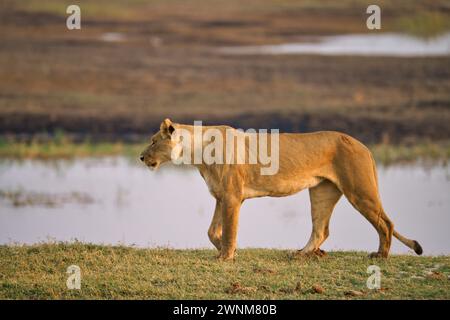 Lion africain femelle à côté d'un trou d'eau Banque D'Images