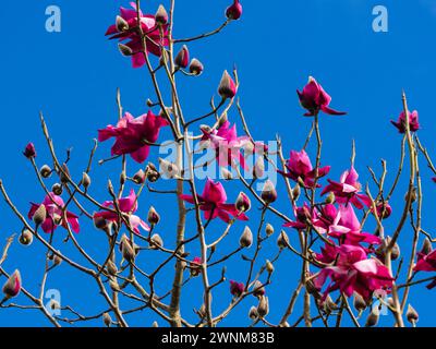 Fleurs rouge-rose de l'arbre à feuilles caduques ornementales à floraison printanière, Magnolia campbellii 'Betty Jessel' Banque D'Images