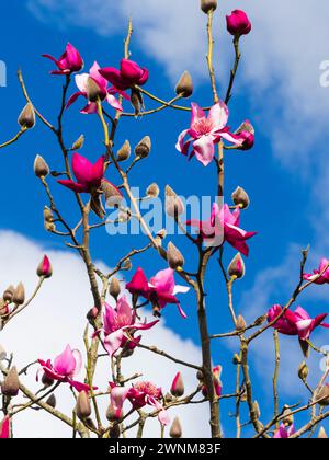 Fleurs rouge-rose de l'arbre à feuilles caduques ornementales à floraison printanière, Magnolia campbellii 'Betty Jessel' Banque D'Images