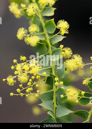 Powderpuff fleurs jaunes de l'Australian Fvens Wattle, Acacia pravissima, un arbuste à feuilles persistantes à moitié rustique avec des phyllodes argentés Banque D'Images