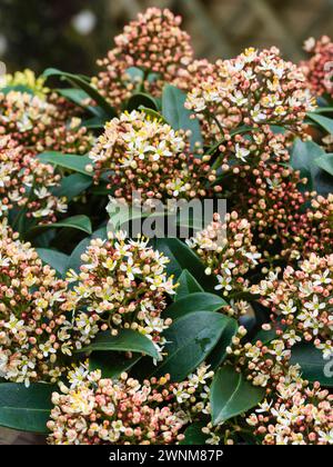 Fleurs printanières mâles parfumées dans les panicules de l'arbuste rustique à feuilles persistantes Skimmia japonica 'Marlot' Banque D'Images