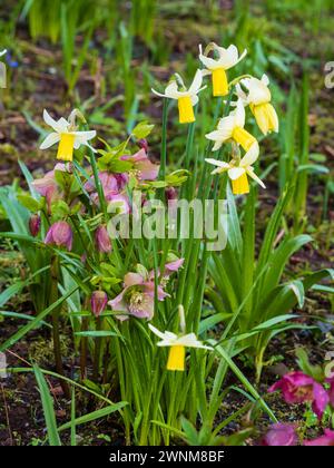 Les fleurs jaunes et blanches du groupe cyclamineus du début du printemps, Narcissus 'Jack Snipe' contrastent avec un hellebore rose, Helleborus x orientali Banque D'Images