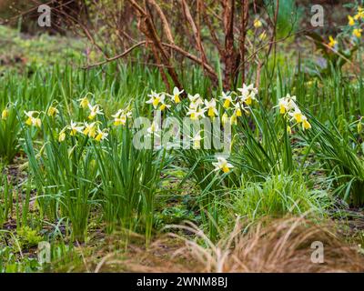 Pétales blancs réflexes et trompette jaune de la jonquille du groupe cyclamineus du début du printemps, Narcissus 'Jack Snipe' Banque D'Images