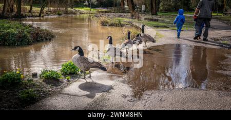 Brent Oies debout sur un chemin inondé, le long de l'étang sud à Midhurst, West Sussex. Banque D'Images