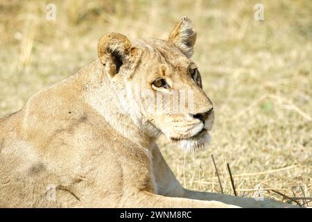 Lion africaine femelle couchée dans l'herbe à côté de sa fierté Banque D'Images