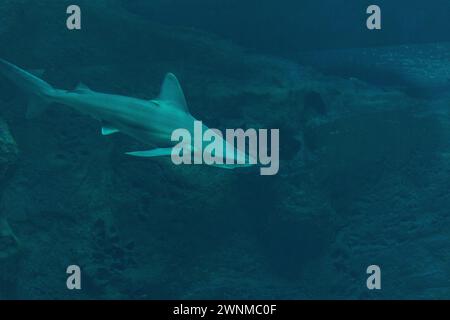 Requin Silvertip nageant dans l'aquarium de la mer profonde. Banque D'Images