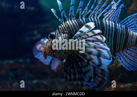 Portrait d'un poisson-lion, ou luciole du diable, nageant sur une eau bleue. Banque D'Images
