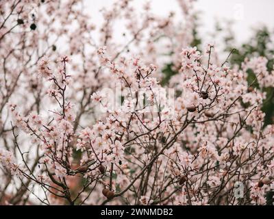 Le bourdon recueille le nectar des fleurs d'amandiers. Les insectes pollinisent un amandier en fleurs. Les pétales blancs tombent. Fleurs blanches et roses au début Banque D'Images