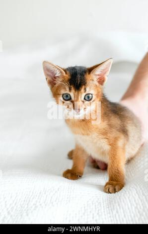 Petit petit chat nouveau-né, chatons de couleur sauvage de race de chat abyssinien mentent, dorment doucement sur une couverture blanche douce dans le lit. Drôle fourrure chaton moelleux à ho Banque D'Images
