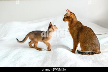 Maman chat adulte, petite petite chatte nouveau-né. Chaton de couleur sauvage de race de chat abyssinien sur une couverture blanche douce jouant dans le lit. Fourrure drôle pelucheuse famille a Banque D'Images