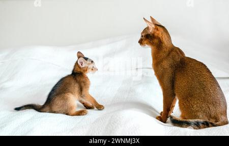 Maman chat adulte, petite petite chatte nouveau-né. Chaton de couleur sauvage de race de chat abyssinien sur une couverture blanche douce jouant dans le lit. Fourrure drôle pelucheuse famille a Banque D'Images