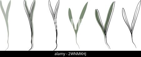 illustration dessinée à la main par vecteur d'épinards microgreens. Contour et plante verte. Germes de tournesol. Set pour le menu de conception, logo, emballage de Illustration de Vecteur