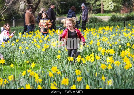 Londres, Royaume-Uni. 03 mars 2024. Profitez du beau soleil aujourd'hui à Westminster alors que les premiers signes du printemps commencent à apparaître avec des jonquilles et des cerisiers en fleurs précoces à St James' Park. Crédit : Imageplotter/Alamy Live News Banque D'Images