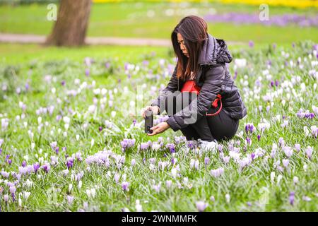 Londres, Royaume-Uni. 03 mars 2024. Une femme prend des photos des premiers crocus. Les gens apprécient le beau soleil aujourd'hui à Westminster alors que les premiers signes du printemps commencent à apparaître avec des jonquilles et des cerisiers en fleurs précoces à St James' Park. Crédit : Imageplotter/Alamy Live News Banque D'Images