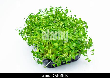 Pousses de chou japonais Microgreens sur fond isolant blanc. Nutrition vitaminée saine. Ressort Banque D'Images