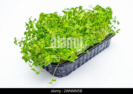 Pousses de chou japonais Microgreens sur fond isolant blanc. Nutrition vitaminée saine. Ressort Banque D'Images