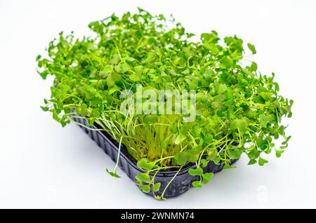 Pousses de chou japonais Microgreens sur fond isolant blanc. Nutrition vitaminée saine. Ressort Banque D'Images