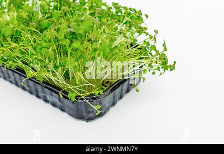 Pousses de chou japonais Microgreens sur fond isolant blanc. Nutrition vitaminée saine. Ressort Banque D'Images