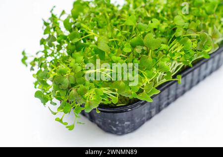 Pousses de chou japonais Microgreens sur fond isolant blanc. Nutrition vitaminée saine. Ressort Banque D'Images