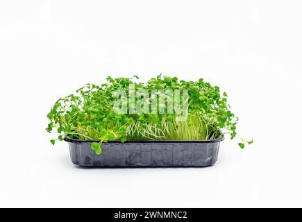 Pousses de chou japonais Microgreens sur fond isolant blanc. Nutrition vitaminée saine. Ressort Banque D'Images