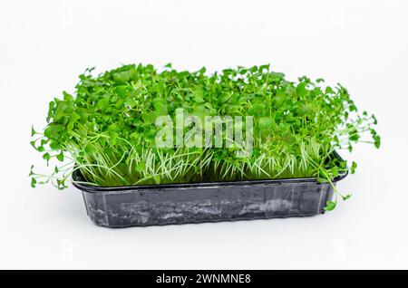 Pousses de chou japonais Microgreens sur fond isolant blanc. Nutrition vitaminée saine. Ressort Banque D'Images