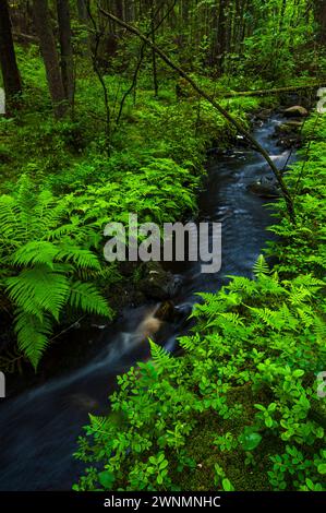 Un ruisseau tranquille serpente à travers les verts luxuriants d'une forêt scandinave. Le crépuscule projette une lumière douce, mettant en valeur le feuillage verdoyant et le gen Banque D'Images