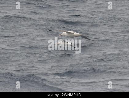 Albatros Southern Royal (Diomedea epomophora) et Albatros à sourcils noirs (Thalassarche melanophris) volant dans le passage de Drake, Océan Austral, Janu Banque D'Images