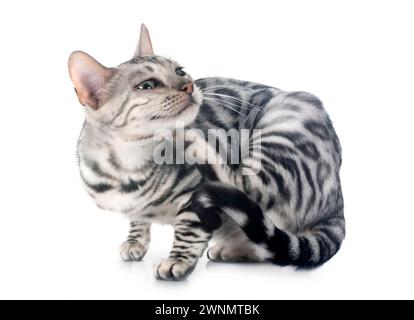 Bengal Cat in front of white background Banque D'Images