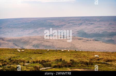 Vue de Lints Tor avec sa pile de granit distinctive, et moutons sur les pentes de Dinger Tor, Dartmoor National Park, Devon, Angleterre, Royaume-Uni. Banque D'Images