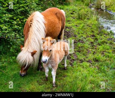 Jument semi-sauvage et poneys poulains vus près de Meldon dans le parc national de Dartmoor, Devon, Angleterre, Royaume-Uni. Banque D'Images