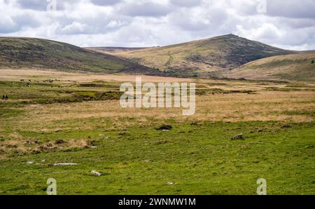 Vue sur Taw Marsh, avec des moutons en pâturage et des vaches Galloway ceinturées. Steeperton Tor est au-delà, Dartmoor National Park, Devon, Angleterre, Royaume-Uni.. Banque D'Images